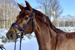 breed mare donna rhld